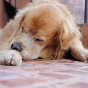 У собаки кровь из заднего прохода: возможные причины и особенности лечения