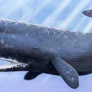 Puzzle-uri uimitoare despre balena