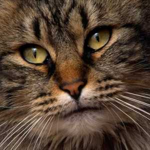 O rasa unica de pisici - siberiana