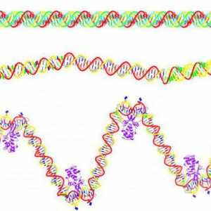 Care este diferența dintre ADN și ARN?