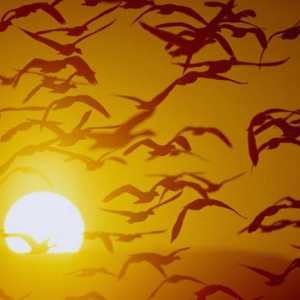Ce fel de păsări zboară spre marginile calde? Migrația sezonieră a păsărilor. Cauzele migrației
