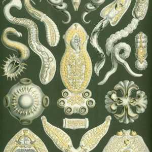 Tipuri de viermi: descriere, structură, rolul lor în natură