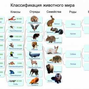 Tipuri de animale: exemple, clasificare