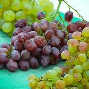 Struguri Kishmish: beneficii și efecte negative asupra culturii de fructe și boabe