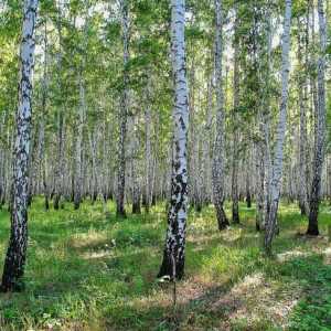 Resursele de apă și de pădure din Rusia. Utilizarea resurselor forestiere în Rusia