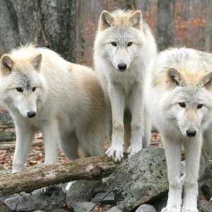 "Să nu vă fie frică de lupi nu trebuie să meargă în pădure". O mică poveste despre sensul…