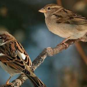 Casa vrabia: descriere. Care este diferența dintre o vrabie de casă și o vrabie de câmp?