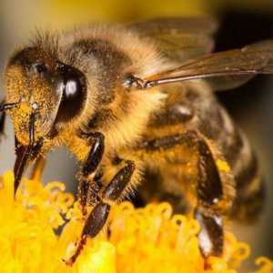 Totul despre ce mănâncă albina