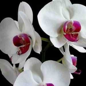 Creșteți orhideele. Ce sa faceti cand aceste plante minunate infloresc?