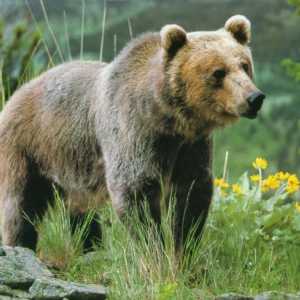 Ridicarea ursului pentru copii: ajuta copilul sa invete despre acest animal o multime de lucruri noi