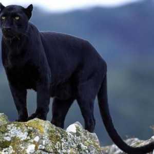Pisica sălbatică misterioasă - jaguar negru: descriere, habitate