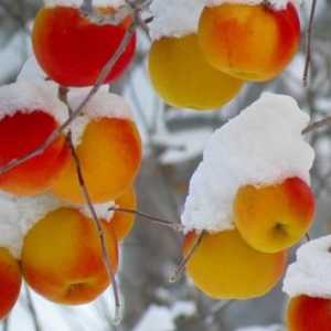 Blank-uri pentru iarnă - pot îngheța merele?