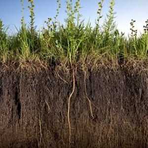 Contaminarea solului și consecințele acestuia. Evaluarea poluării solului