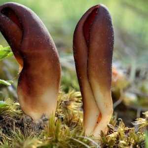 "Urechea lui Hare": o ciupercă care nu este cunoscută de nimeni