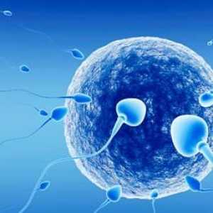 Femeile pe nota: cum să cunoști zilele de ovulație