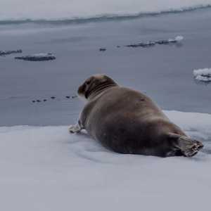 Animalele din Oceanul Arctic. Fauna din Oceanul Arctic