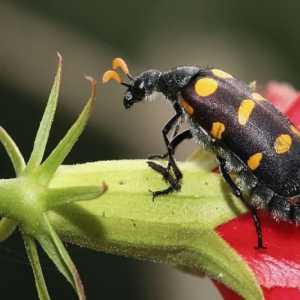 Bug Beetle: Caracteristici și aspect