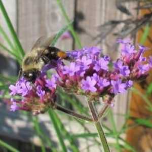 Buzzing, înțepător, dragă: ce face visul unei albine?