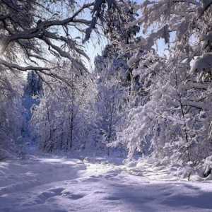 Fenomenele de iarnă în viața plantelor. Caracteristici de odihnă