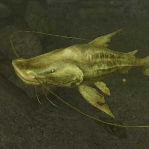 Golden catfishes: conținut și reproducere în acvariu