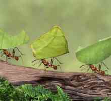 10 Fapte interesante despre furnici. Cele mai interesante fapte despre furnici pentru copii