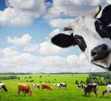 Și sunteți interesat să știți cât de mult cântă vacile? Greutatea maximă a unei vaci și a unui taur