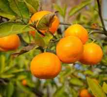 Mandarine abhazzi: sezonul de recoltare. Mandarini abhazzi: recenzii