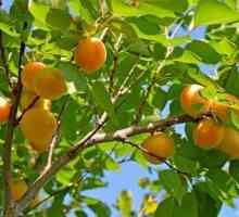Apricot `roșu-obraz `: descrierea soiului, cultivarea, plantarea și îngrijirea