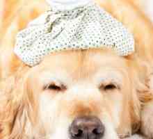 Adenovirus la câini: simptome și tratament