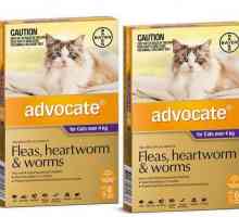 `Avocat` - picături pentru pisici din purici: manual, recenzii