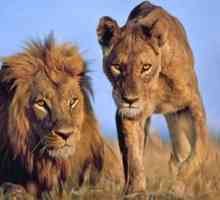 Africa: faunei sălbatice. Lumea animală este leii din Africa