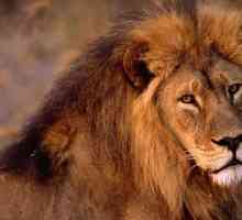 Lions africane: descriere și fotografie