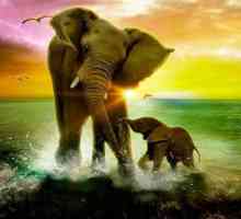 Viziunea Africii. De ce visă un elefant?