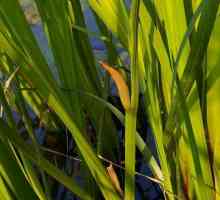 Аир болотный: фото, лечебные свойства и противопоказания