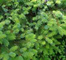 Ayan Spruce: descrierea speciilor, zona, îngrijirea unui copac veșnic