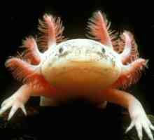 Axolotl: conținut și îngrijire, descriere, hrănire