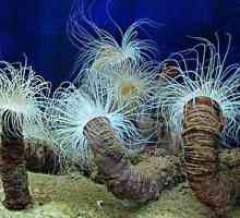 Este actinia un animal sau o planta? Descriere și fotografii ale anemonei