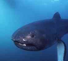 Акула большеротая пелагическая: фото, описание