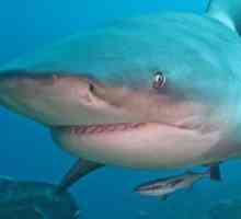 Bull Shark este singurul rechin care trăiește în apă dulce.