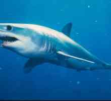 Shark-mako: fotografie și descriere. Shark-Mako Speed ​​în atac