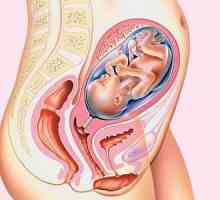 Obstetrica si sarcina reala. Determinați durata sarcinii prin ultrasunete
