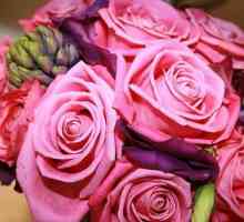 Aqua-rose - decorarea principală a grădinii dvs.