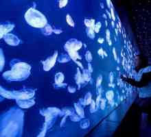 Acvariu cu meduze: descriere, caracteristici ale conținutului, recomandări și recenzii