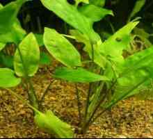 Planta acvatica Cryptocorina pontederiovenous: descriere, continut, crestere si recenzii
