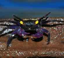 Craburi de acvariu: fotografii, tipuri, conținut și nutriție
