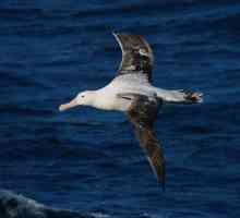 Albatrosul este un itinerant: descriere, origine a numelui, mod de viață, habitat