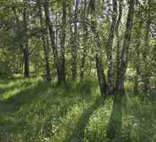 Алешкинский лес в Москве: фото, история, интересные места