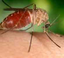 Alergie la muscatura unui țânțar la un copil. Primul ajutor și protecție