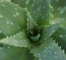 Aloe: reproducere acasă, în special îngrijire și cultivare