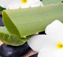 Aloe vera: proprietăți utile și contraindicații ale unei plante uimitoare